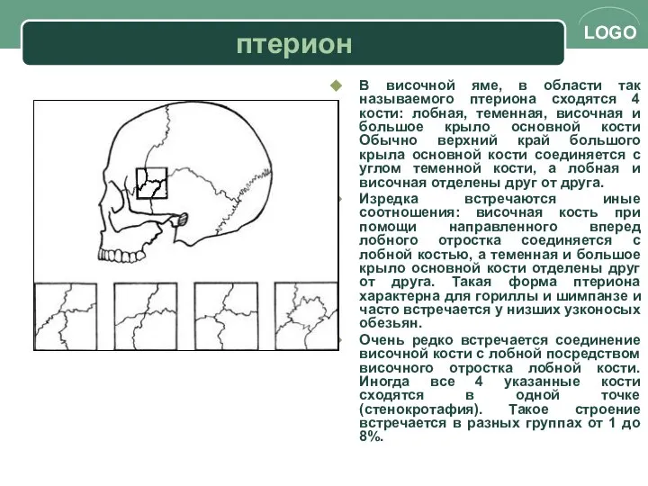 птерион В височной яме, в области так называемого птериона сходятся 4