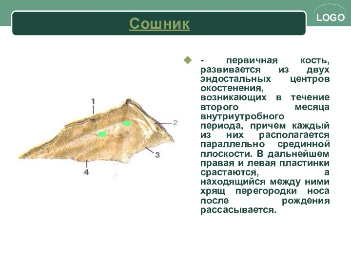 Сошник - первичная кость, развивается из двух эндостальных центров окостенения, возникающих