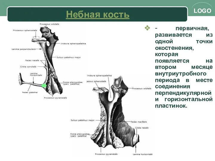 Небная кость - первичная, развивается из одной точки окостенения, которая появляется