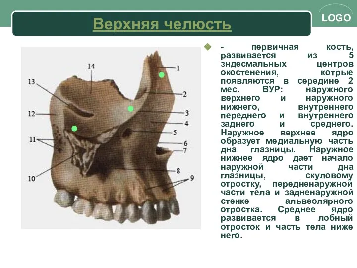 Верхняя челюсть - первичная кость, развивается из 5 зндесмальных центров окостенения,