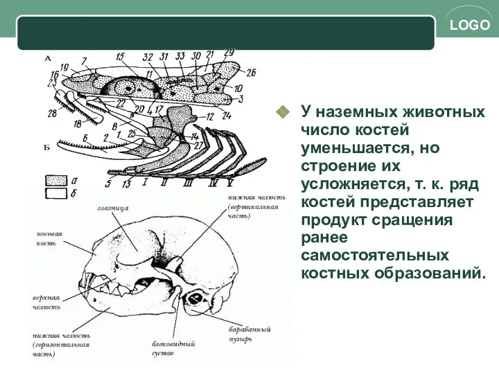 У наземных животных число костей уменьшается, но строение их усложняется, т.