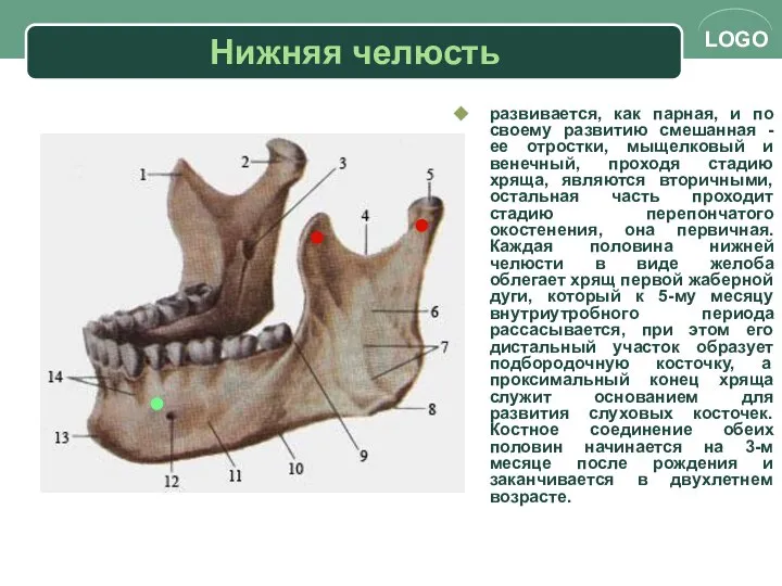 Нижняя челюсть развивается, как парная, и по своему развитию смешанная -