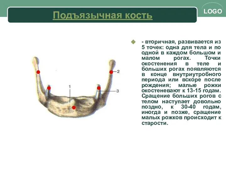 Подъязычная кость - вторичная, развивается из 5 точек: одна для тела