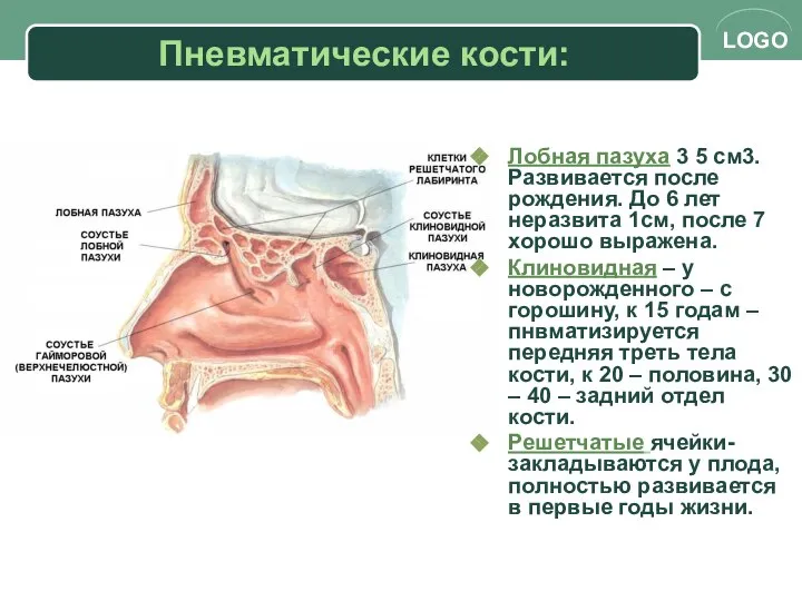 Пневматические кости: Лобная пазуха 3 5 см3. Развивается после рождения. До