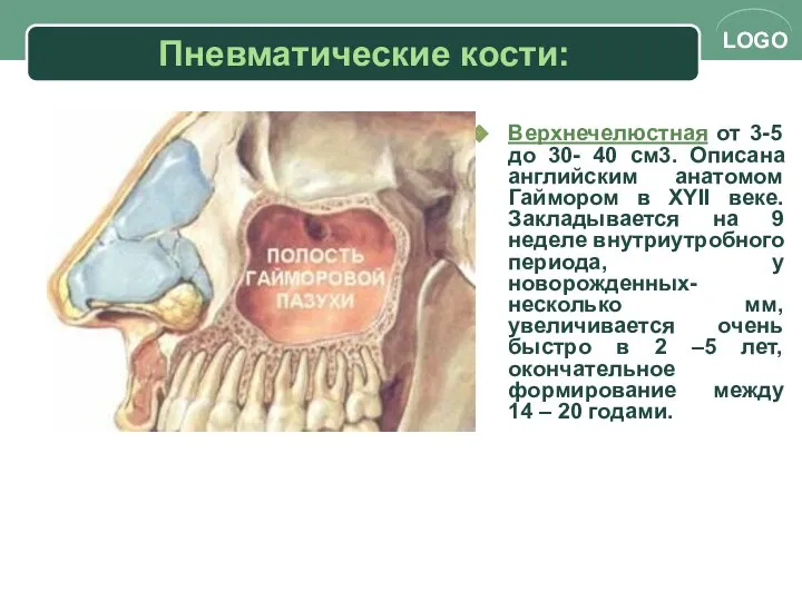 Пневматические кости: Верхнечелюстная от 3-5 до 30- 40 см3. Описана английским