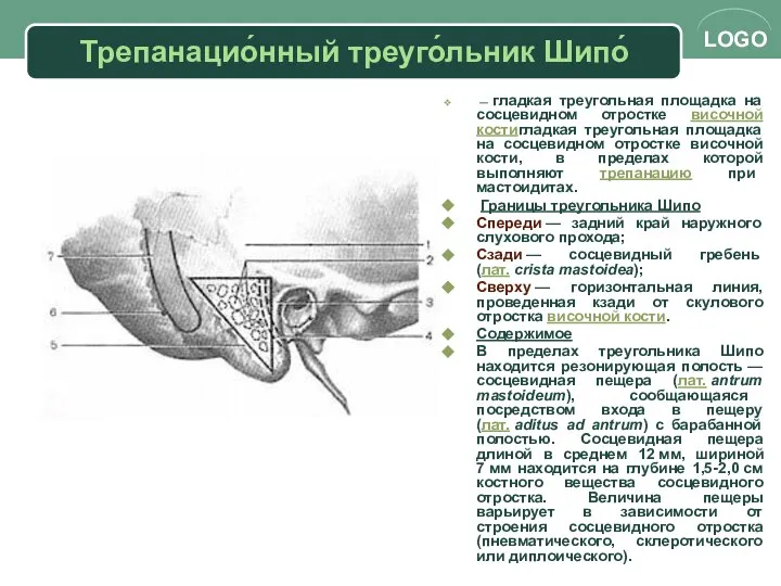 Трепанацио́нный треуго́льник Шипо́ — гладкая треугольная площадка на сосцевидном отростке височной