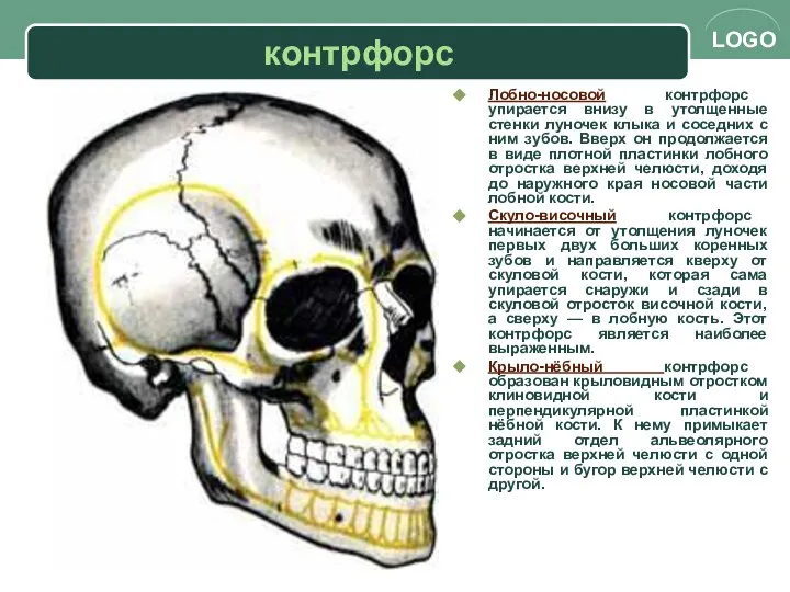 контрфорс Лобно-носовой контрфорс упирается внизу в утолщенные стенки луночек клыка и