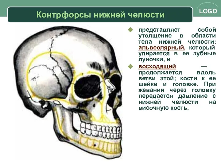 Контрфорсы нижней челюсти представляет собой утолщение в области тела нижней челюсти: