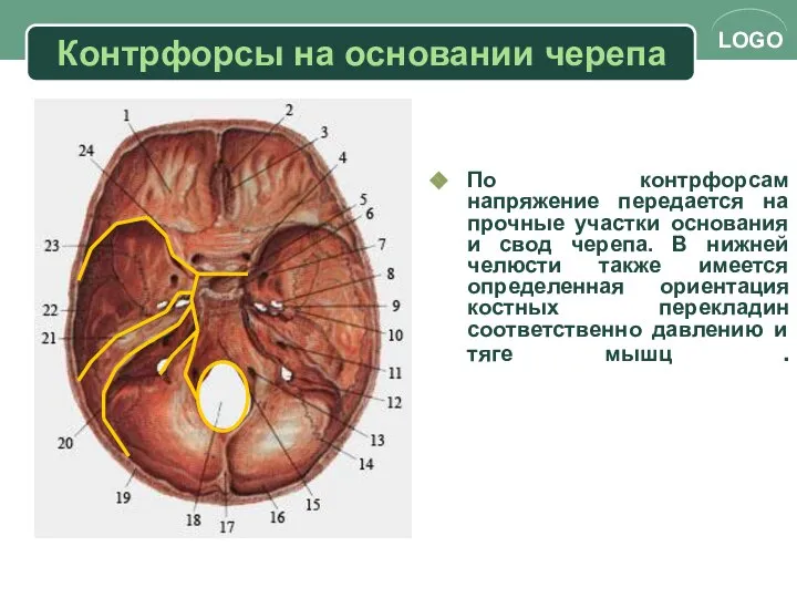 Контрфорсы на основании черепа По контрфорсам напряжение передается на прочные участки