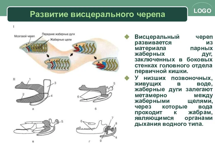 Развитие висцерального черепа Висцеральный череп развивается из материала парных жаберных дуг,