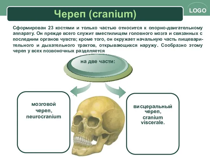 Череп (cranium) мозговой череп, neurocranium на две части: висцеральный череп, cranium