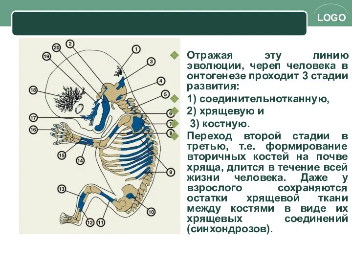 Отражая эту линию эволюции, череп человека в онтогенезе проходит 3 стадии