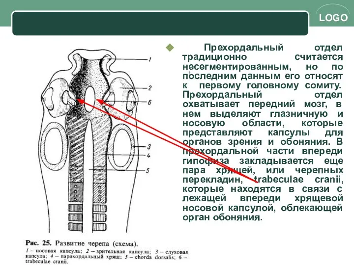 Прехордальный отдел традиционно считается несегментированным, но по последним данным его относят