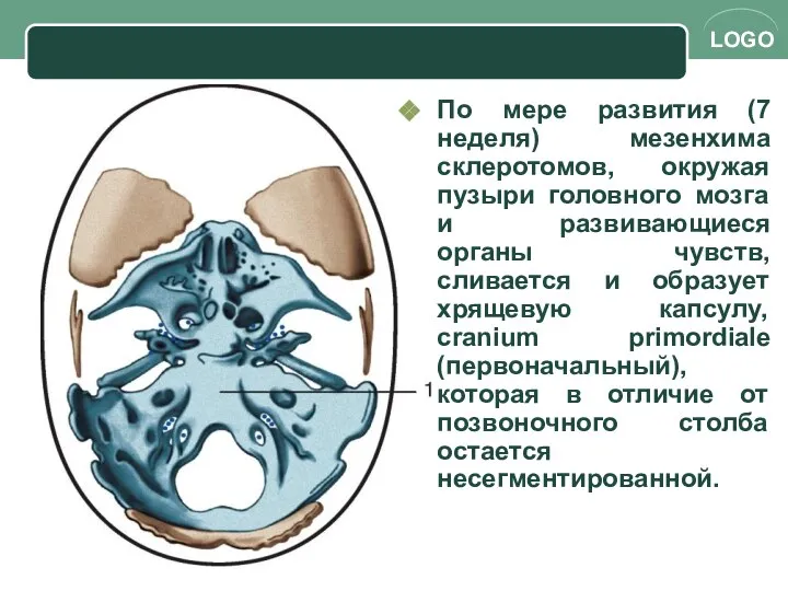 По мере развития (7 неделя) мезенхима склеротомов, окружая пузыри головного мозга