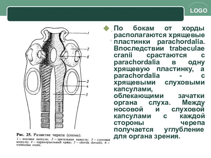 По бокам от хорды располагаются хрящевые пластинки parachordalia. Впоследствии trabeculae cranii