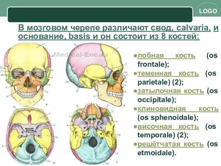 В мозговом черепе различают свод, calvaria, и основание, basis и он