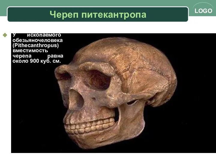 Череп питекантропа У ископаемого обезьяночеловека (Pithecanthropus) вместимость черепа равна около 900 куб. см.