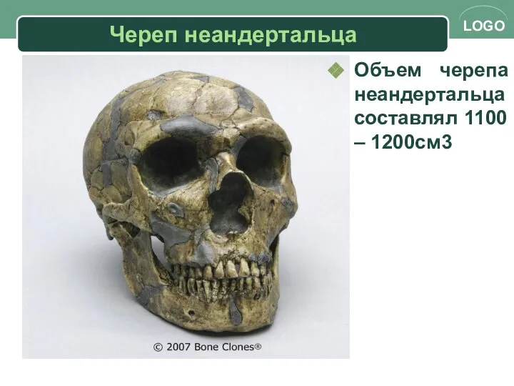 Череп неандертальца Объем черепа неандертальца составлял 1100 – 1200см3