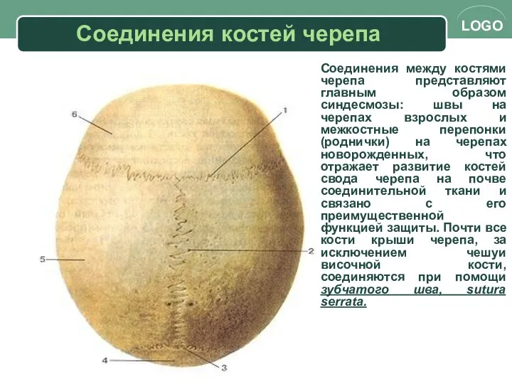 Соединения костей черепа Соединения между костями черепа представляют главным образом синдесмозы: