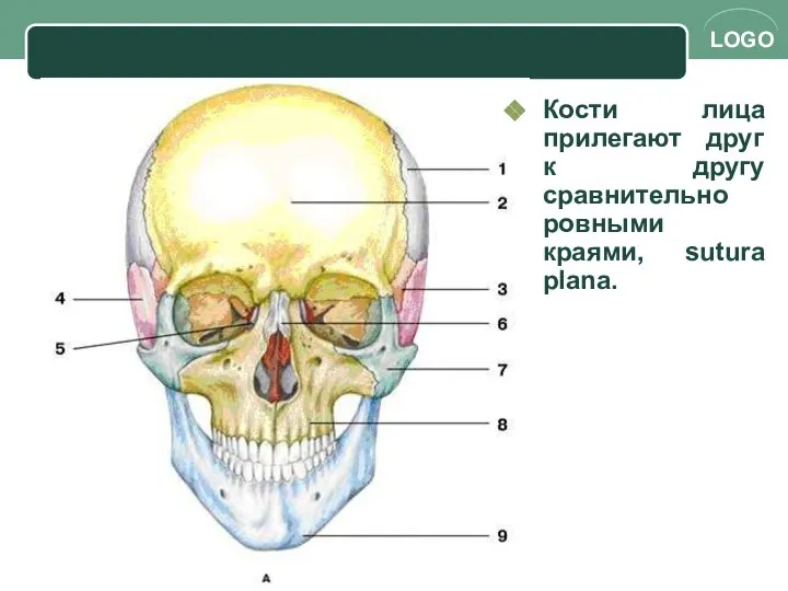 Кости лица прилегают друг к другу сравнительно ровными краями, sutura plana.