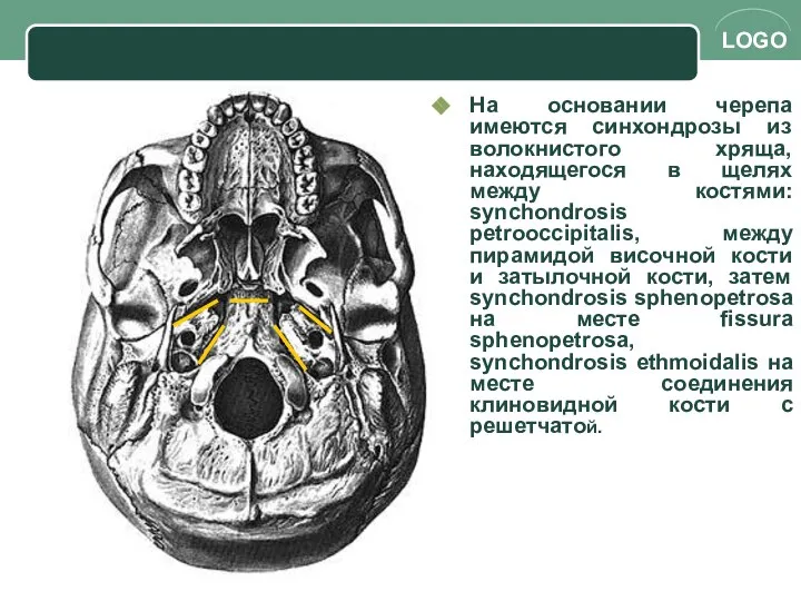 На основании черепа имеются синхондрозы из волокнистого хряща, находящегося в щелях