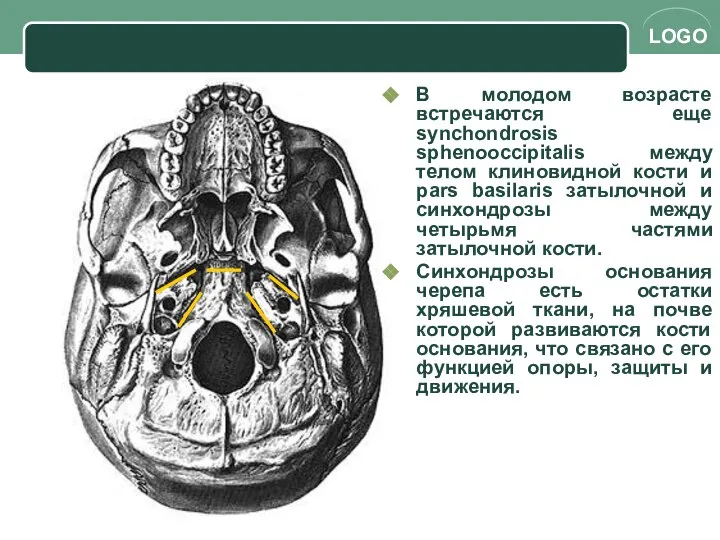 В молодом возрасте встречаются еще synchondrosis sphenooccipitalis между телом клиновидной кости