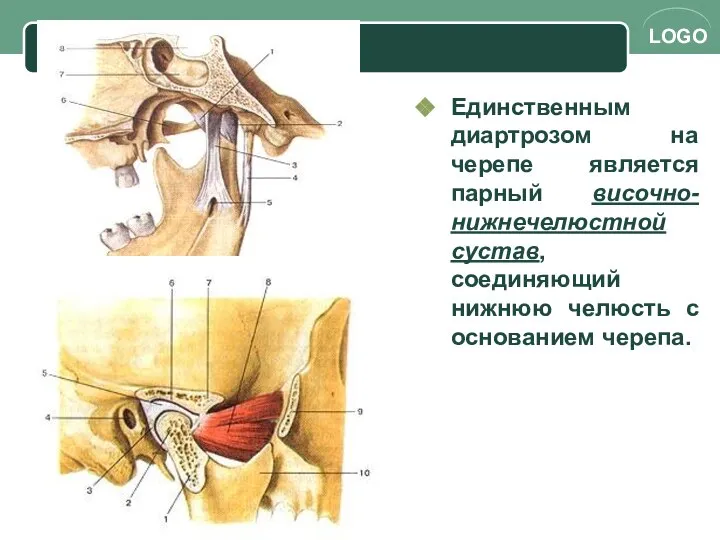 Единственным диартрозом на черепе является парный височно-нижнечелюстной сустав, соединяющий нижнюю челюсть с основанием черепа.