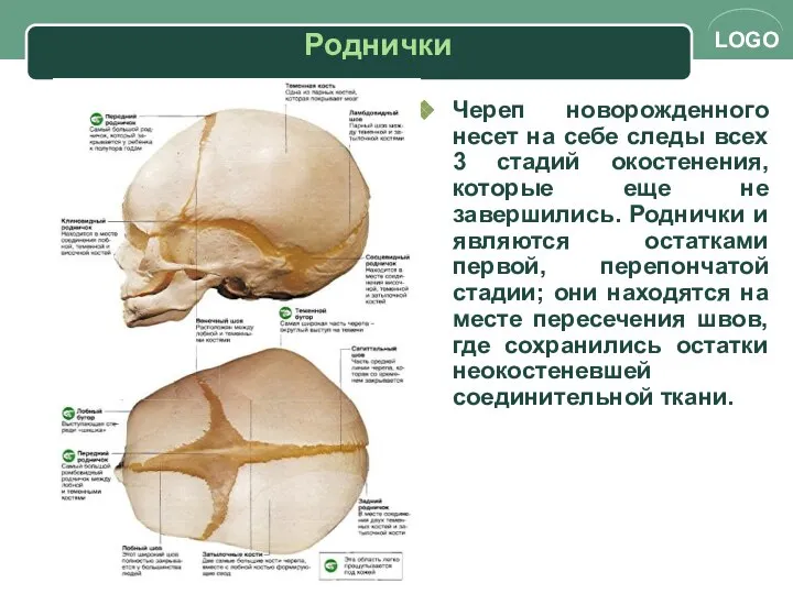 Череп новорожденного несет на себе следы всех 3 стадий окостенения, которые