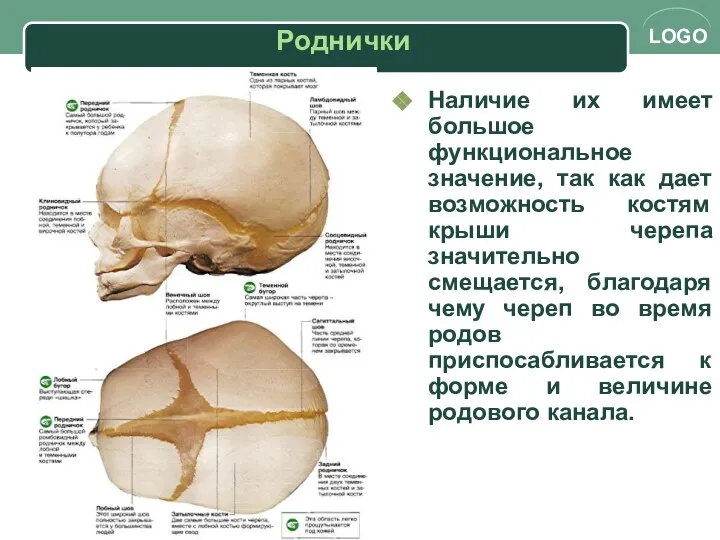 Наличие их имеет большое функциональное значение, так как дает возможность костям