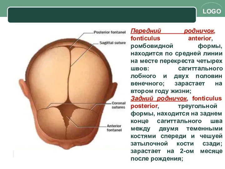 Передний родничок, fonticulus anterior, ромбовидной формы, находится по средней линии на