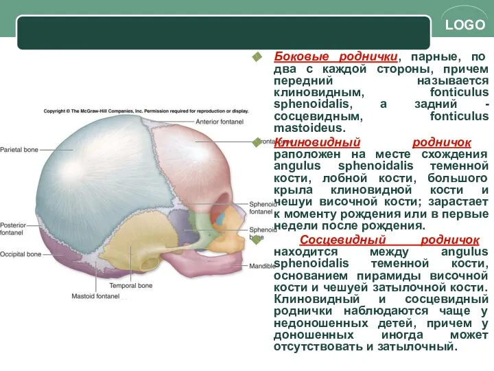 Боковые роднички, парные, по два с каждой стороны, причем передний называется