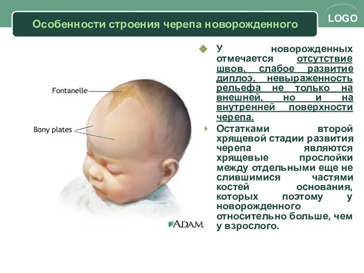 Особенности строения черепа новорожденного У новорожденных отмечается отсутствие швов, слабое развитие