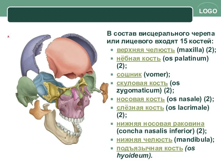 В состав висцерального черепа или лицевого входят 15 костей: верхняя челюсть