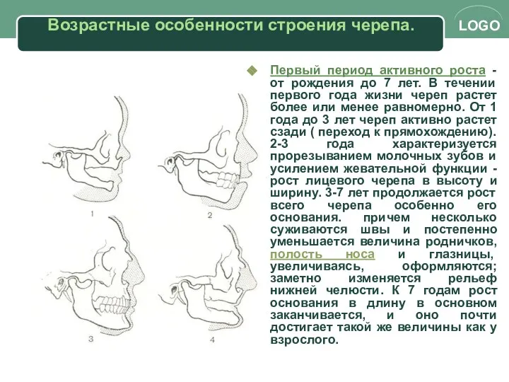 Возрастные особенности строения черепа. Первый период активного роста - от рождения