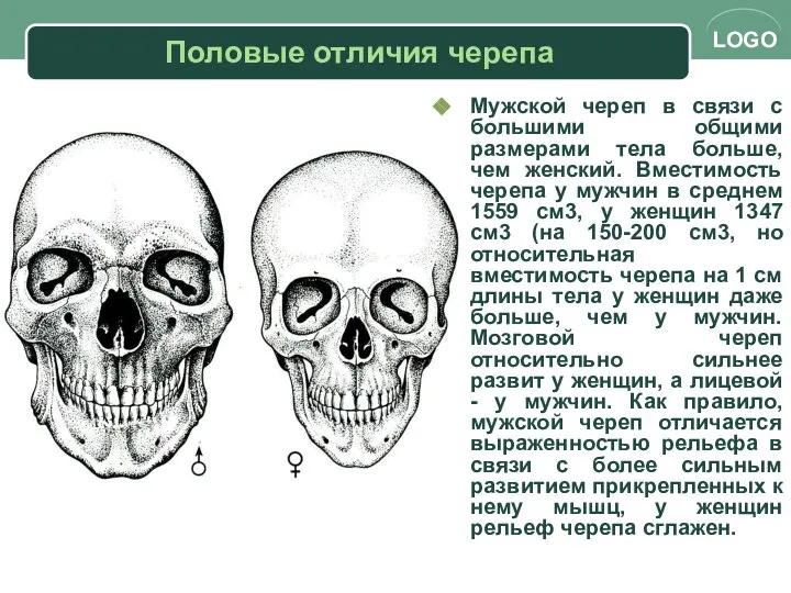 Половые отличия черепа Мужской череп в связи с большими общими размерами