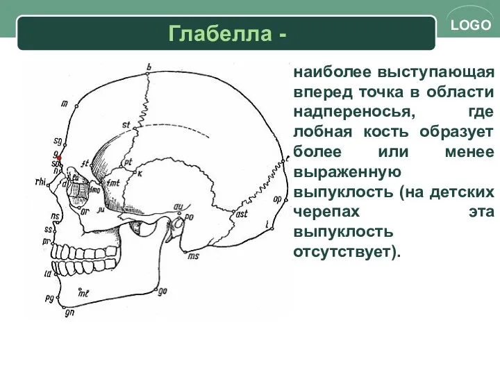 Глабелла - наиболее выступающая вперед точка в области надпереносья, где лобная