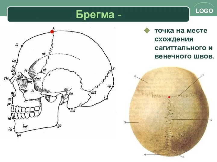 Брегма - точка на месте схождения сагиттального и венечного швов.