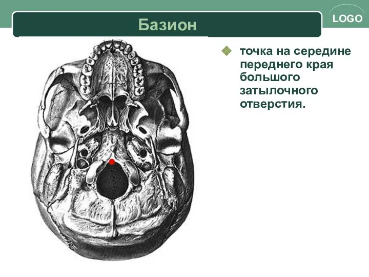 Базион точка на середине переднего края большого затылочного отверстия.