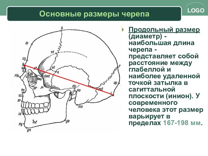 Основные размеры черепа Продольный размер (диаметр) - наибольшая длина черепа -