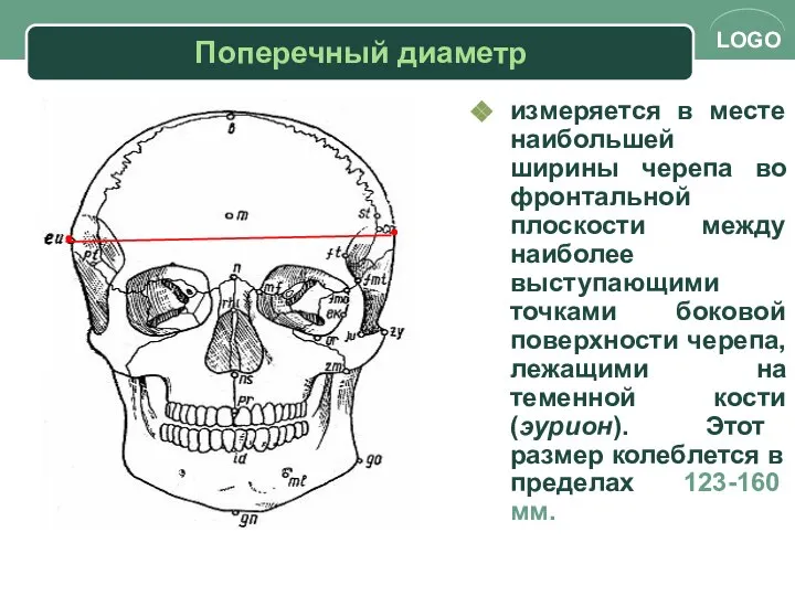 Поперечный диаметр измеряется в месте наибольшей ширины черепа во фронтальной плоскости