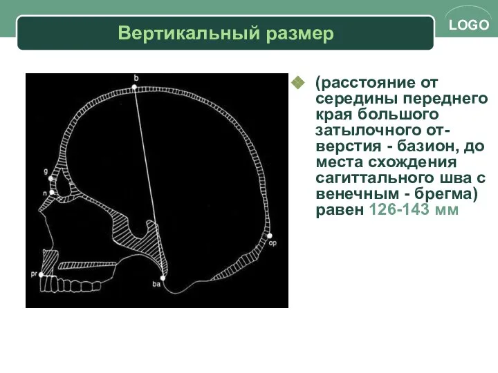 Вертикальный размер (расстояние от середины переднего края большого затылочного от- верстия