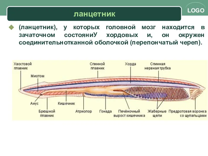 ланцетник (ланцетник), у которых головной мозг находится в зачаточном состояниУ хордовых