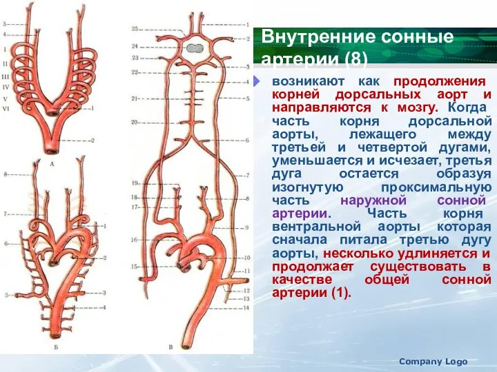 Company Logo возникают как продолжения корней дорсальных аорт и направляются к