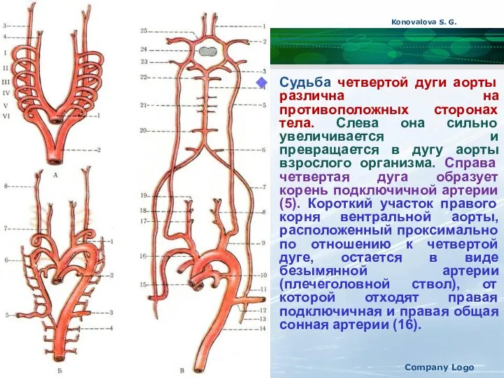 Konovalova S. G. Company Logo Судьба четвертой дуги аорты различна на