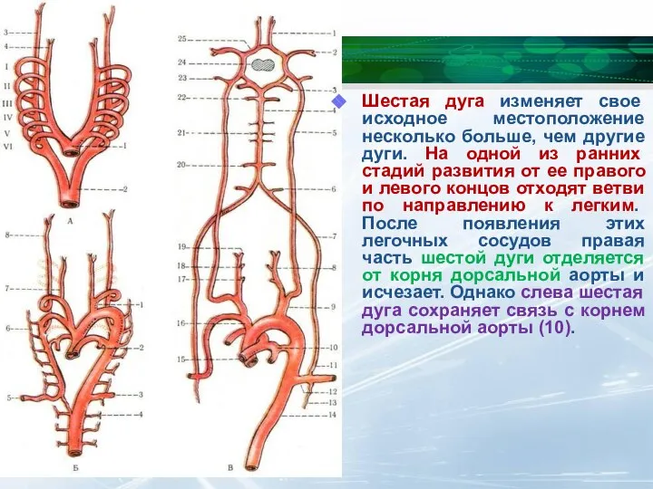 Шестая дуга изменяет свое исходное местоположение несколько больше, чем другие дуги.