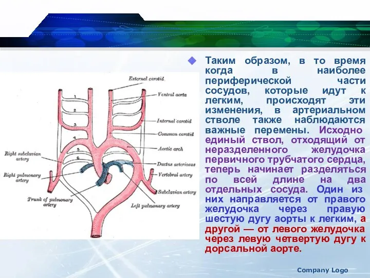 Company Logo Таким образом, в то время когда в наиболее периферической