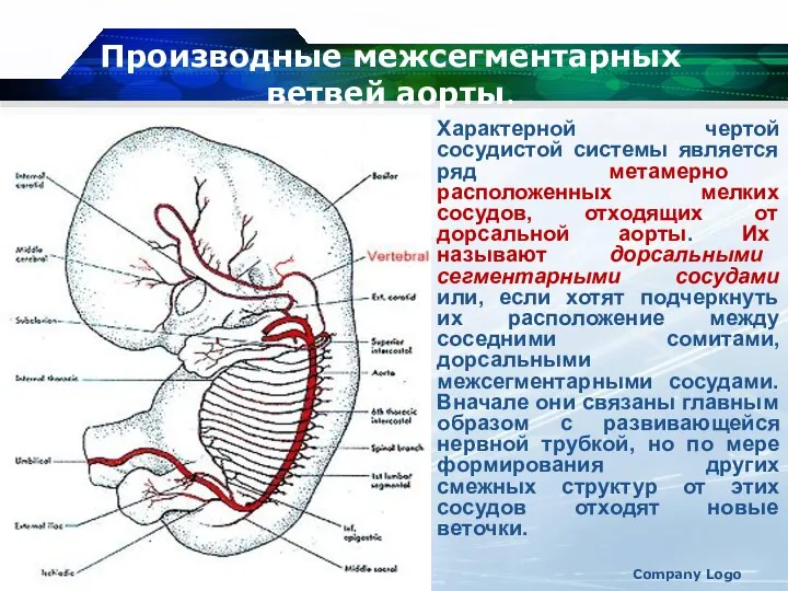 Company Logo Производные межсегментарных ветвей аорты. Характерной чертой сосудистой системы является