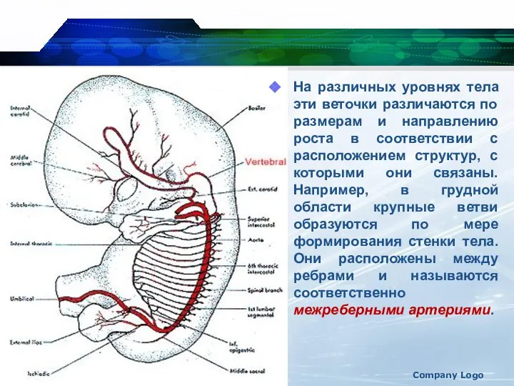 На различных уровнях тела эти веточки различаются по размерам и направлению