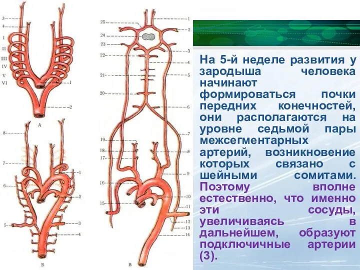 На 5-й неделе развития у зародыша человека начинают формироваться почки передних