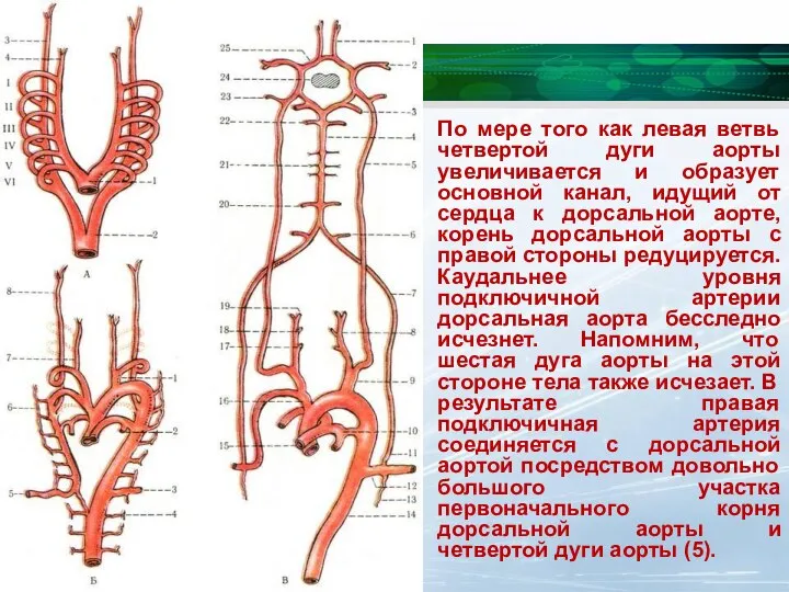 По мере того как левая ветвь четвертой дуги аорты увеличивается и